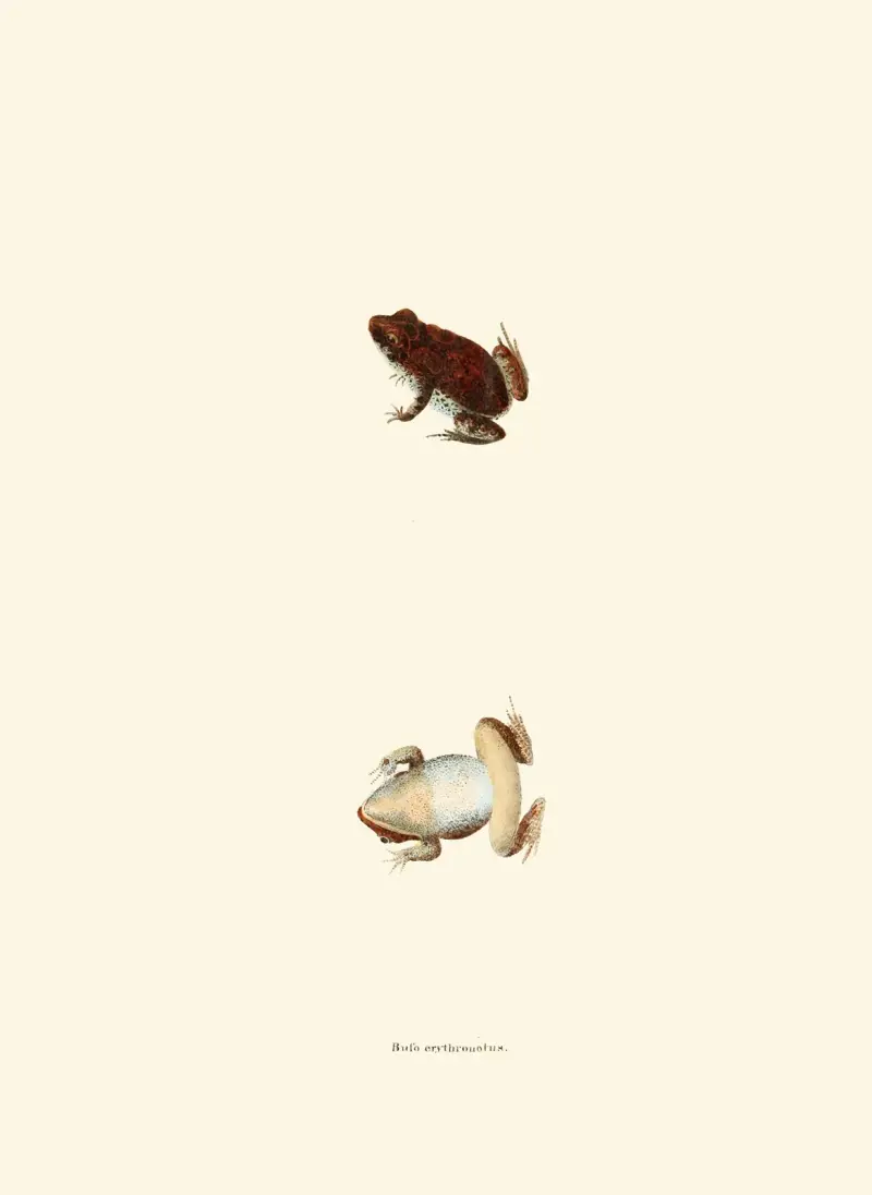 Bufo erythronotus av John Edwards Holbrook
