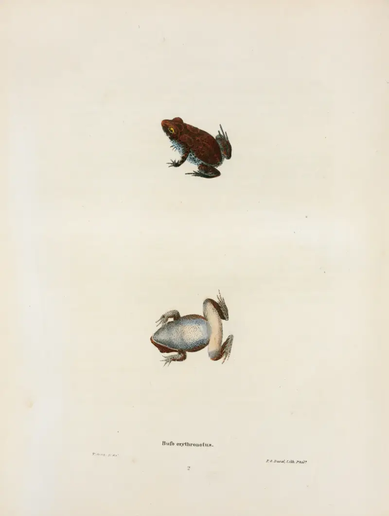 Bufo erythronotus. av John Edwards Holbrook