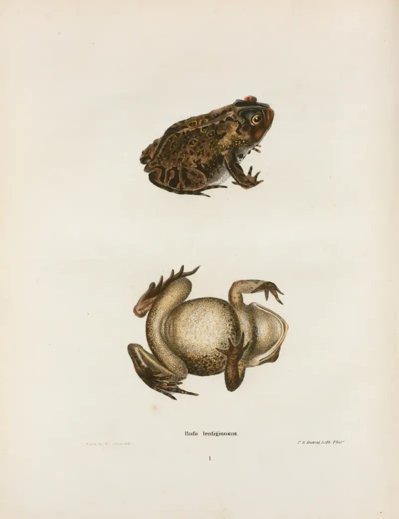 Bufo lentiginosus, 1842 – Nr. 1 von John Edwards Holbrook