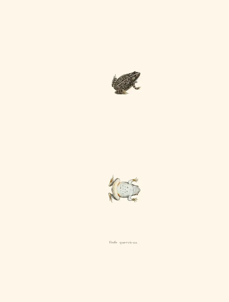 Bufo quercicus av John Edwards Holbrook