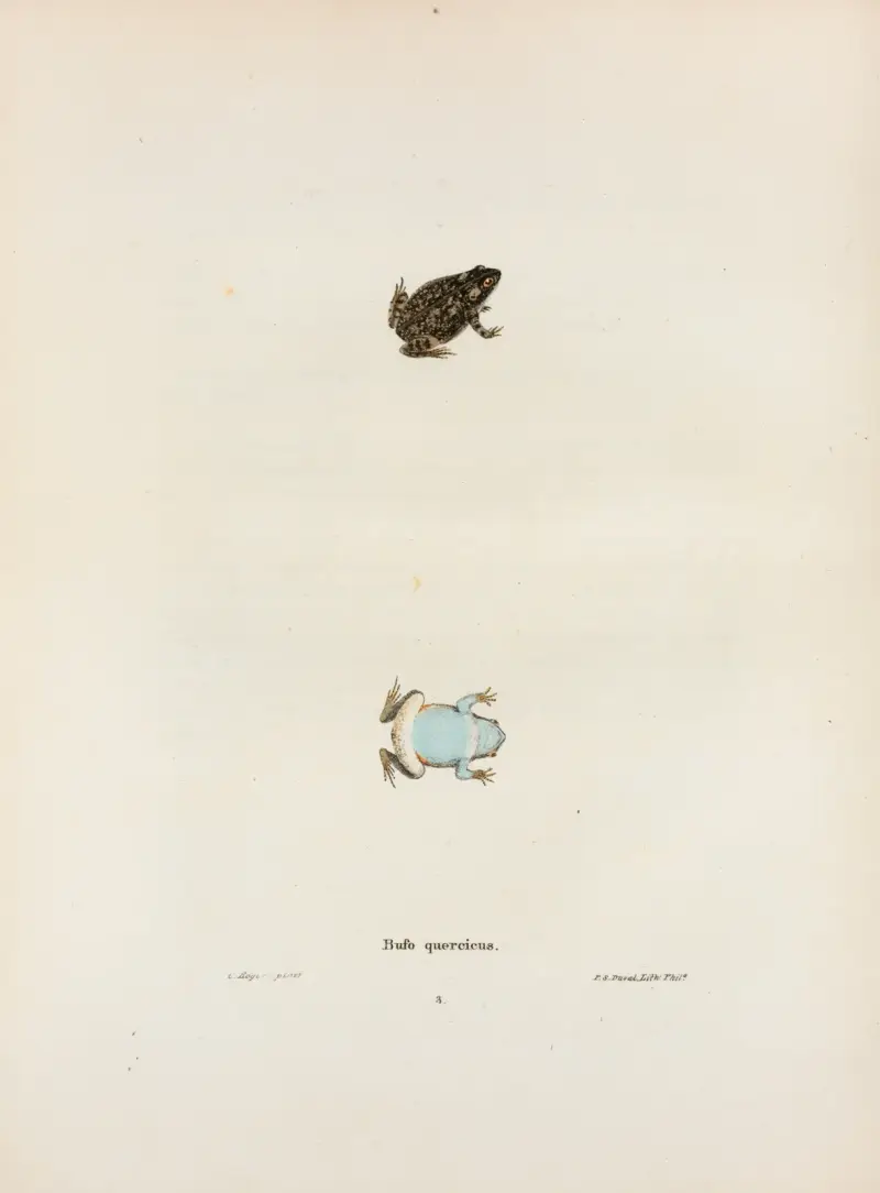Bufo quercicus av John Edwards Holbrook