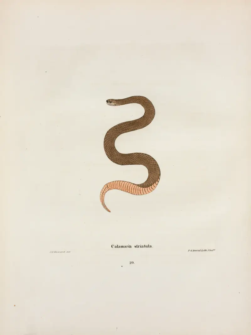 Calamaria elapsoidea. av John Edwards Holbrook