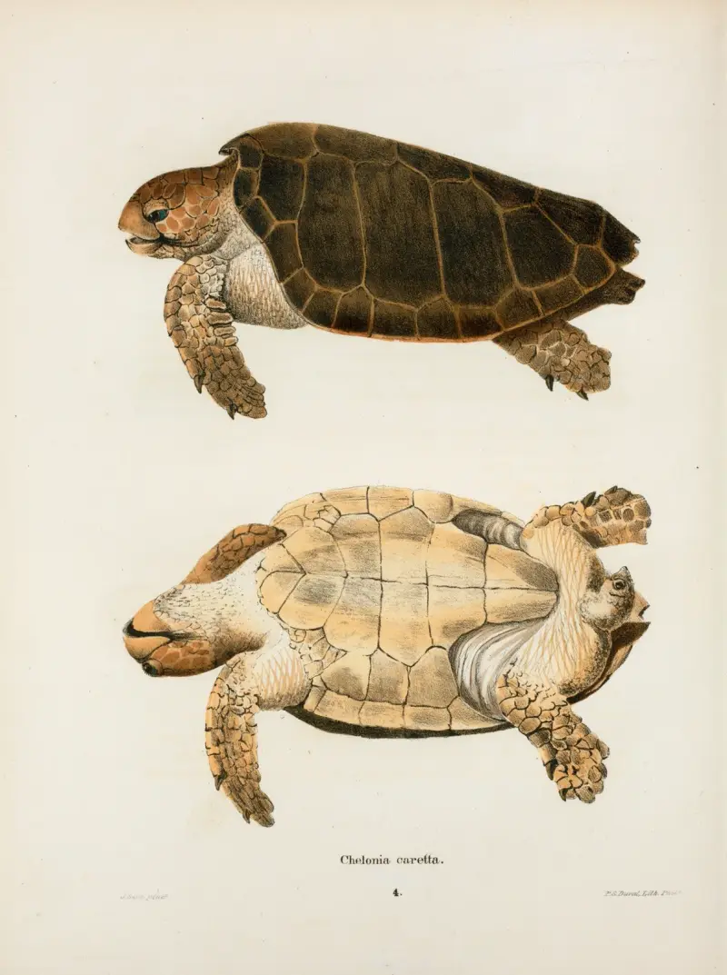 Chelonia caretta. av John Edwards Holbrook
