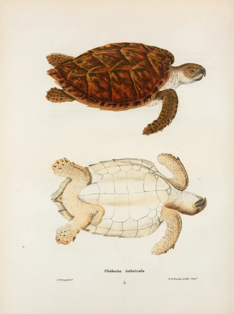 Chelonia imbricata. av John Edwards Holbrook