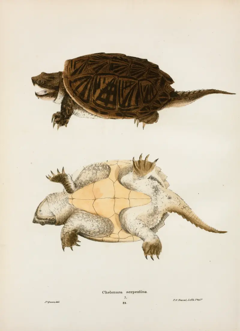 Chelonura serpentina. av John Edwards Holbrook