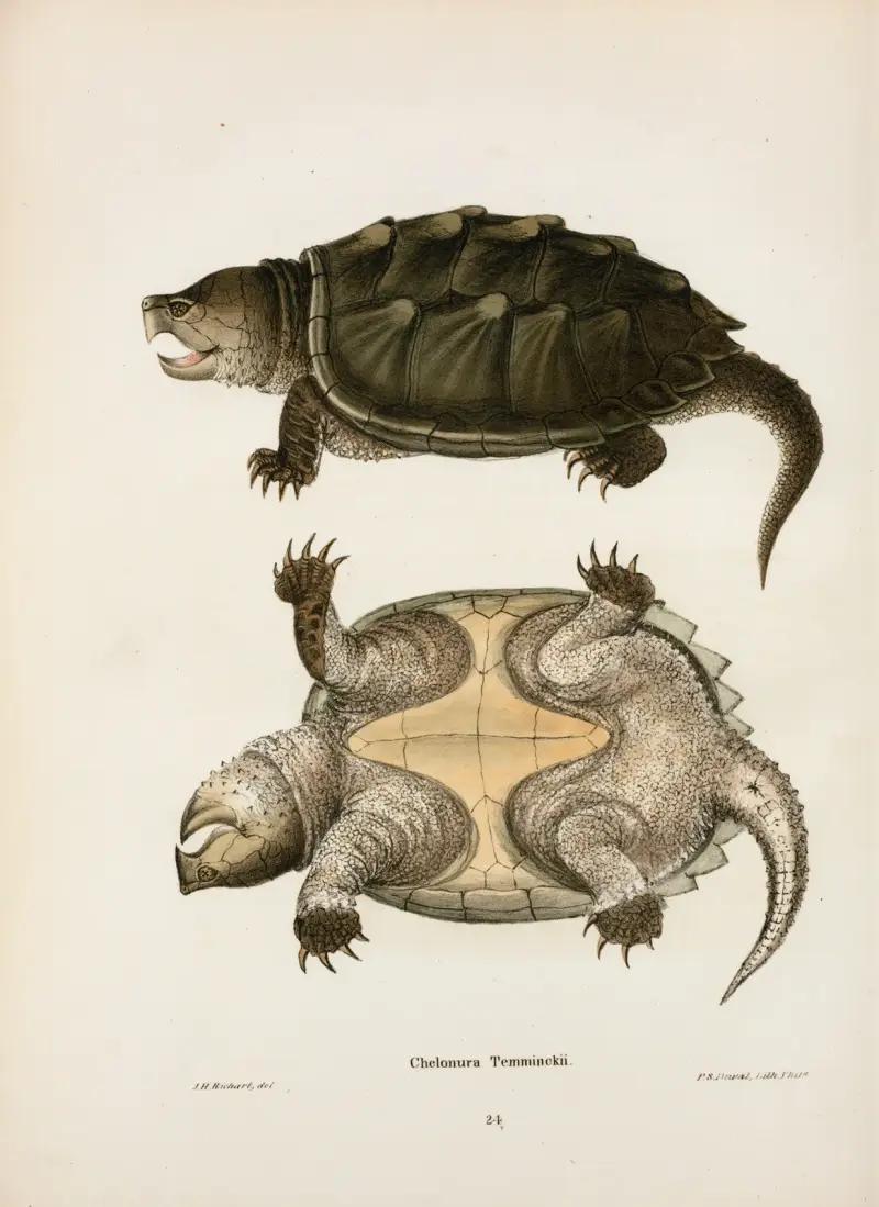Chelonura Temminckii. av John Edwards Holbrook