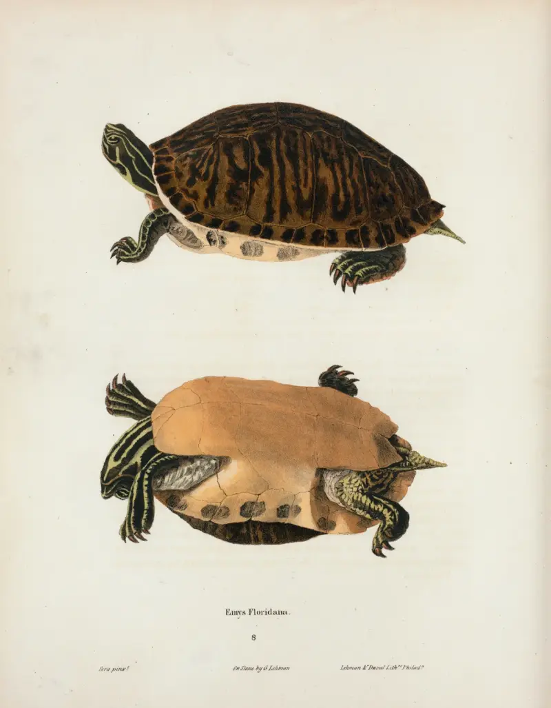 Cistuda Blandingii von John Edwards Holbrook