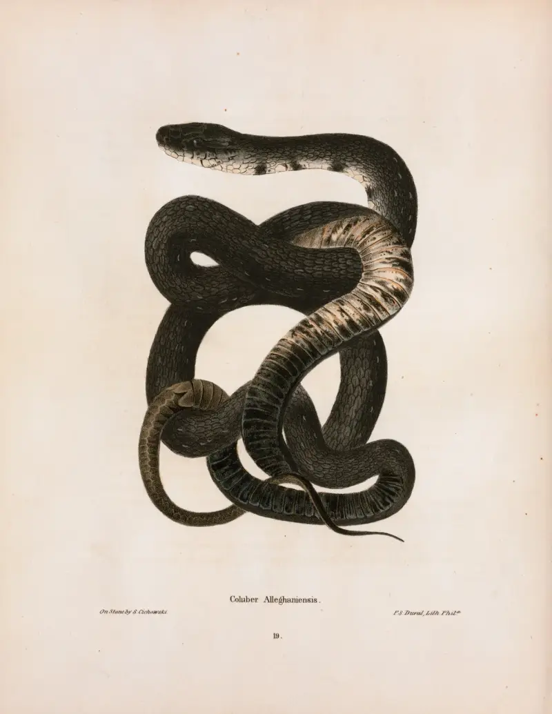 Coluber Alleghaniensis. av John Edwards Holbrook