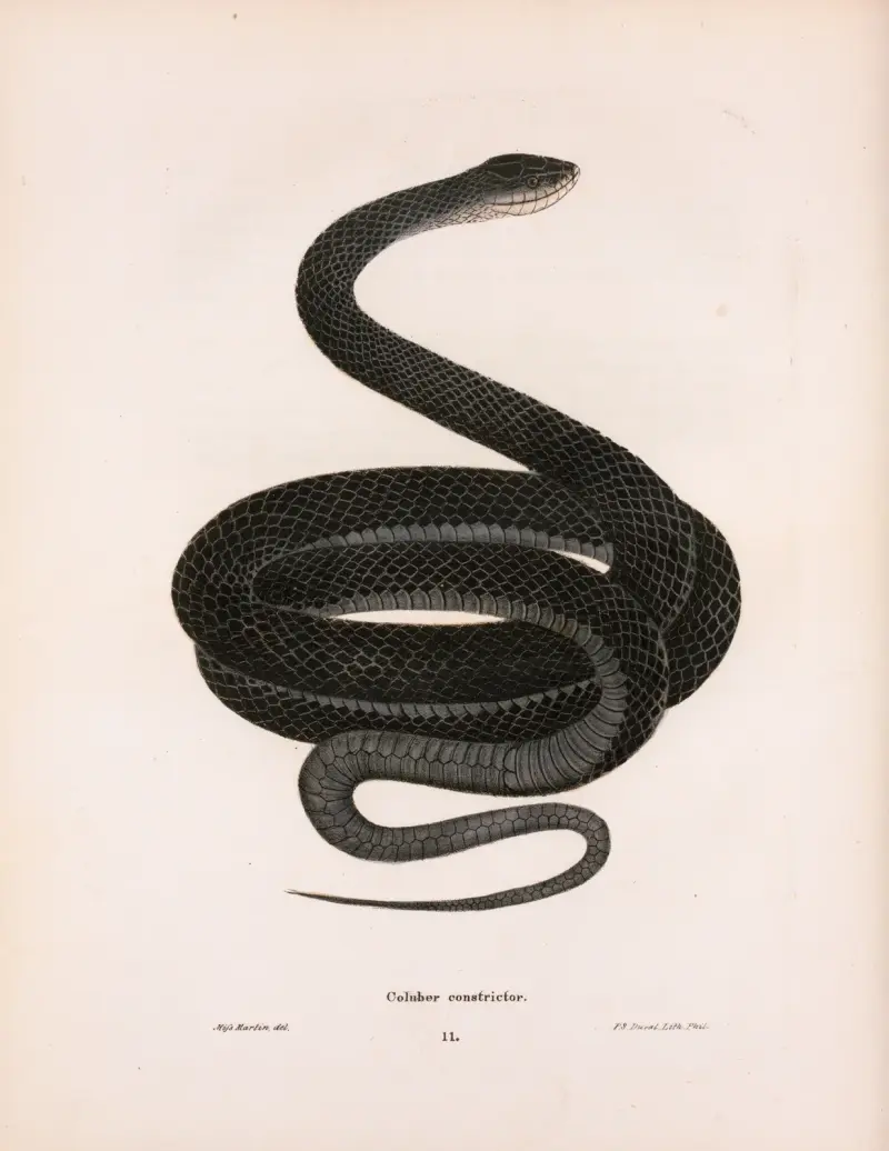 Coluber constrictor., John Edwards Holbrook