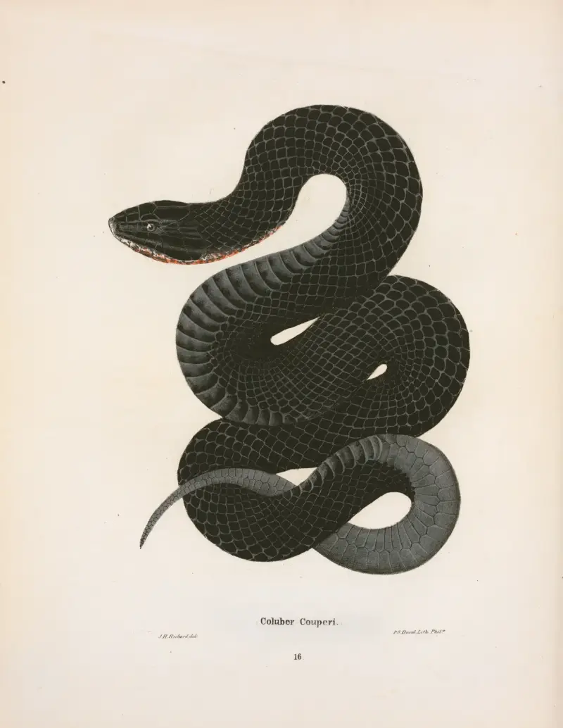 Coluber Couperi von John Edwards Holbrook