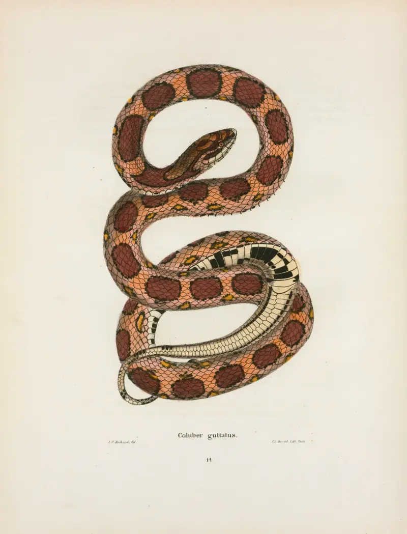 Coluber guttatus von John Edwards Holbrook