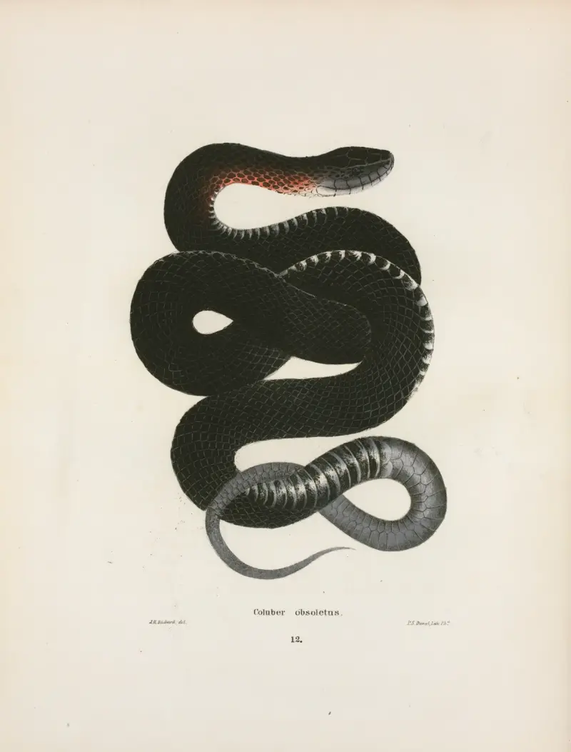 Coluber obsoletus., John Edwards Holbrook