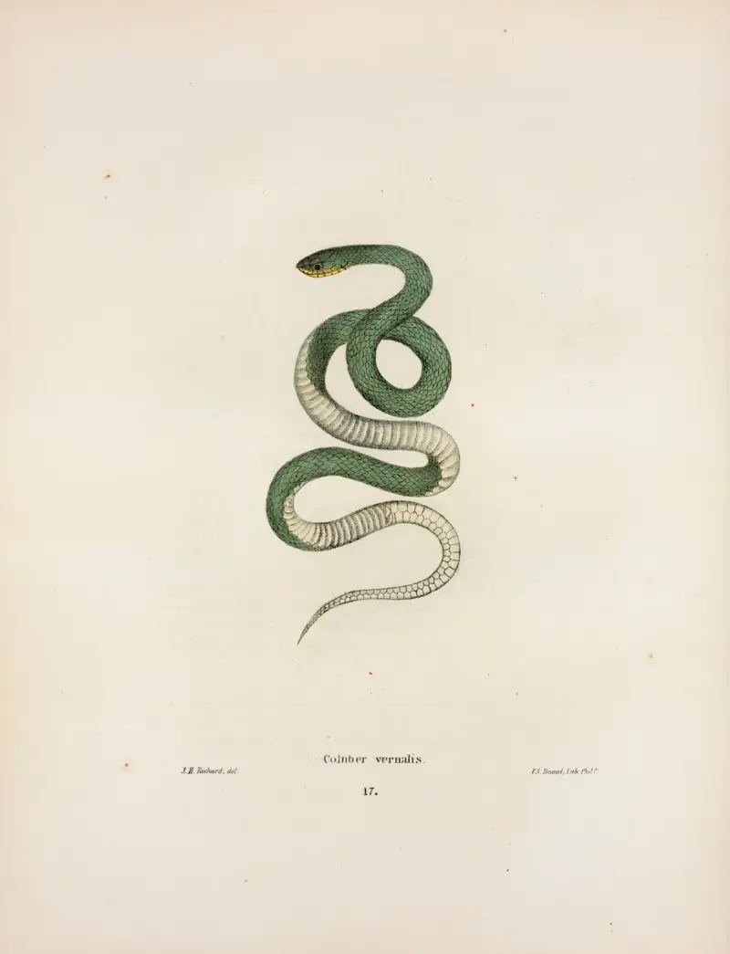 Coluber vernalis, John Edwards Holbrook