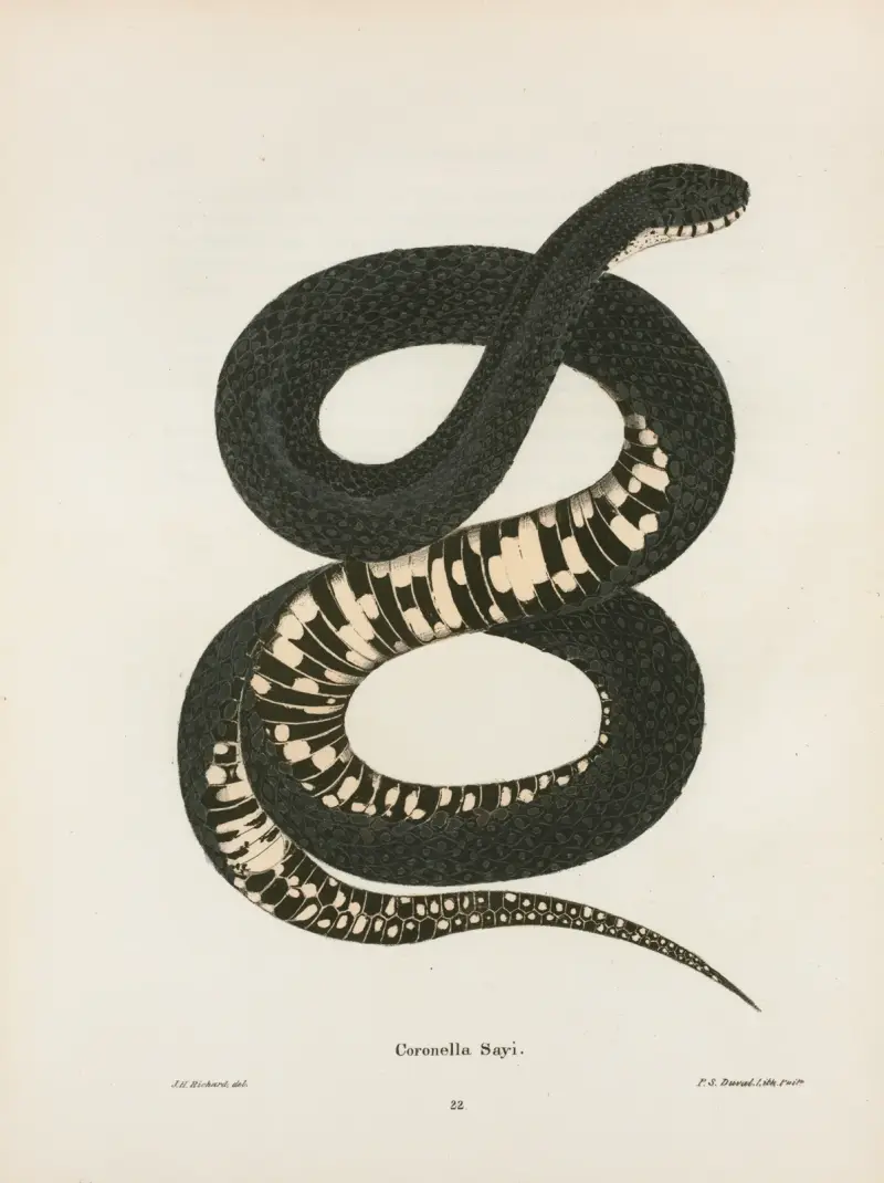 Coronella getula. av John Edwards Holbrook