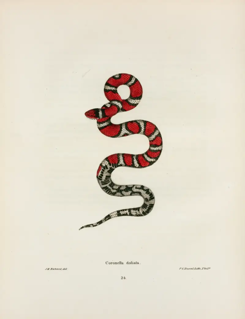 Coronella rhombo-maculata von John Edwards Holbrook