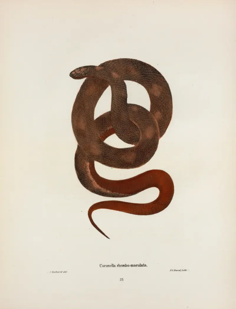 Coronella Sayi von John Edwards Holbrook