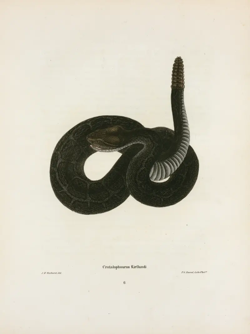Crotalophorus Kirtlandi. av John Edwards Holbrook