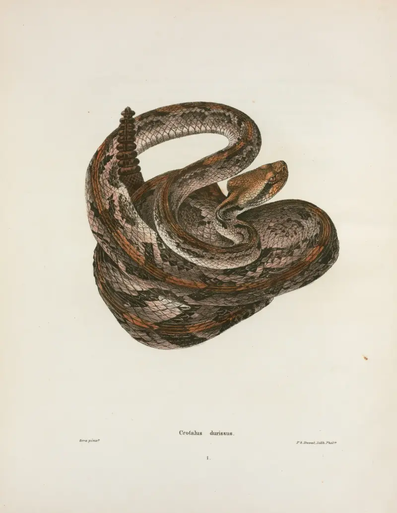 Crotalus durissus von John Edwards Holbrook