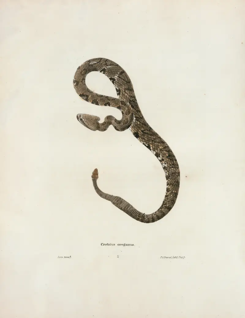 Crotalus oregonus., John Edwards Holbrook
