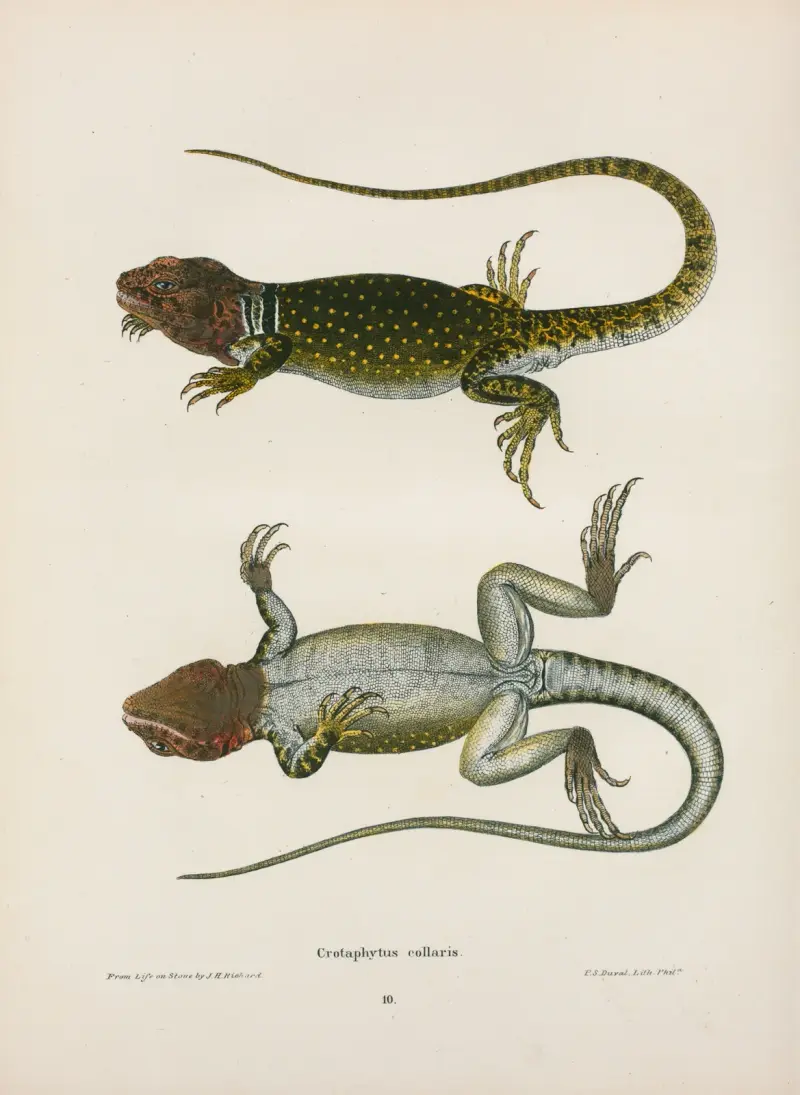 Crotaphytus collaris. av John Edwards Holbrook