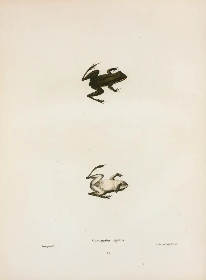 Cystignathus nigritus, John Edwards Holbrook