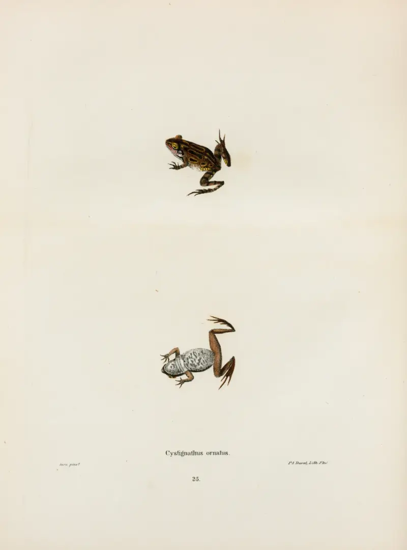 Cystignathus ornatus av John Edwards Holbrook