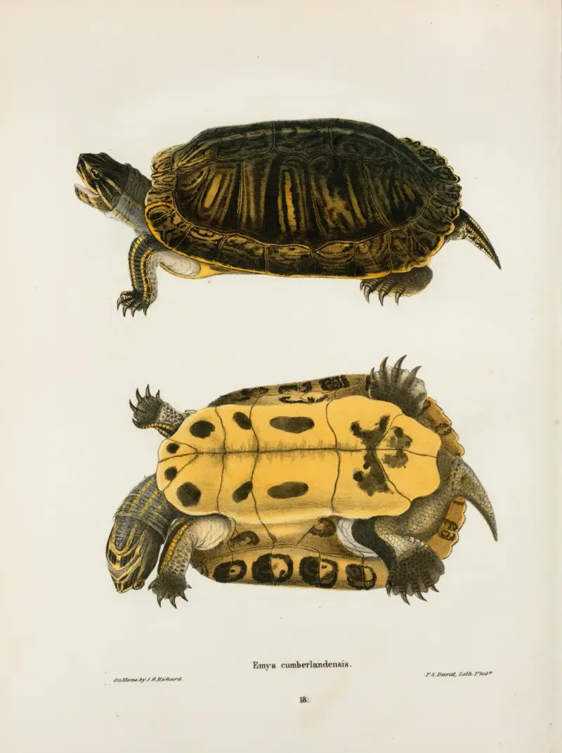 Emys Cumberlandensis. av John Edwards Holbrook