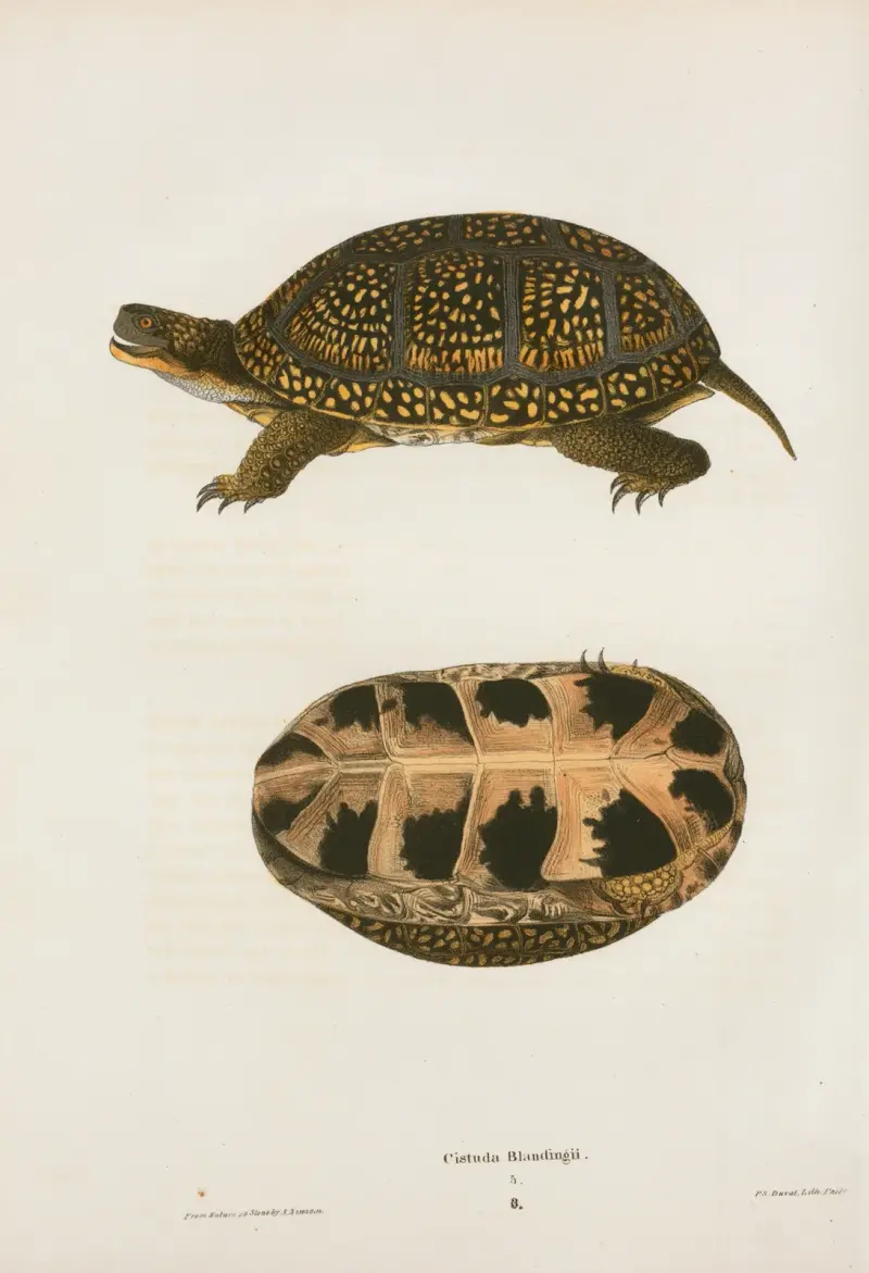 Emys Floridana. av John Edwards Holbrook