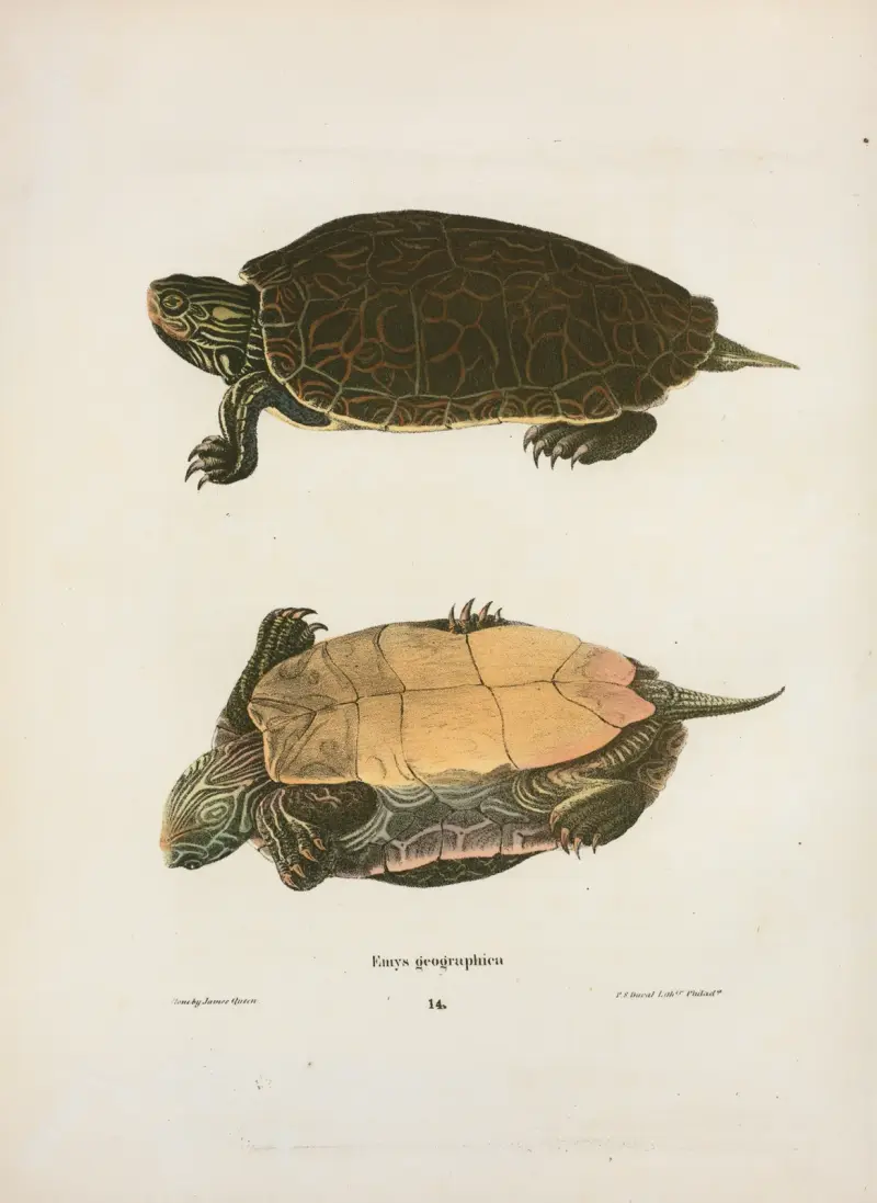 Emys geographica von John Edwards Holbrook