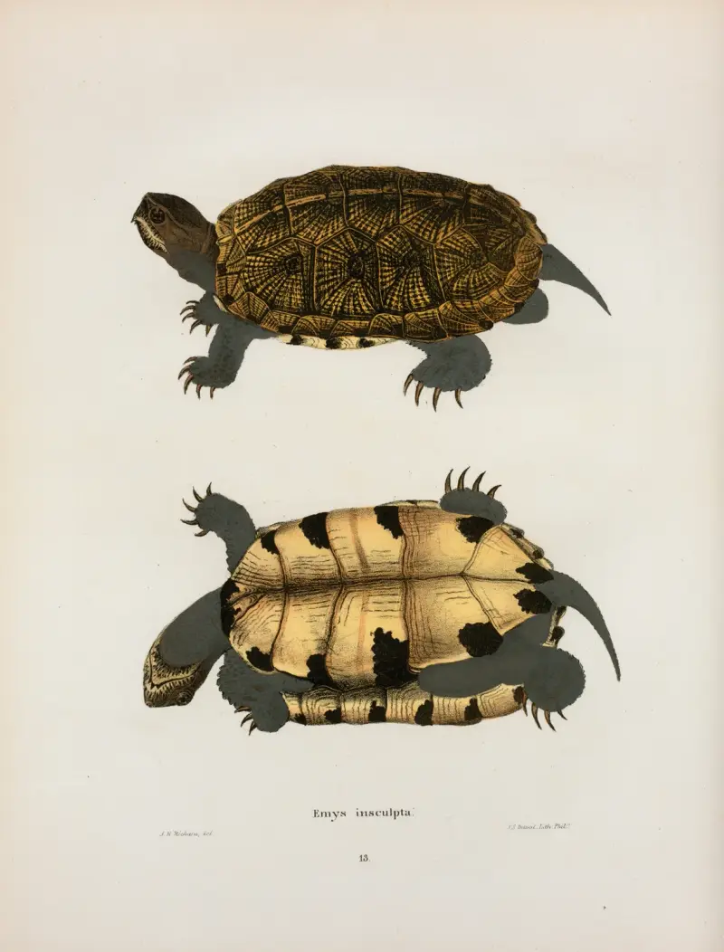 Emys insculpta von John Edwards Holbrook