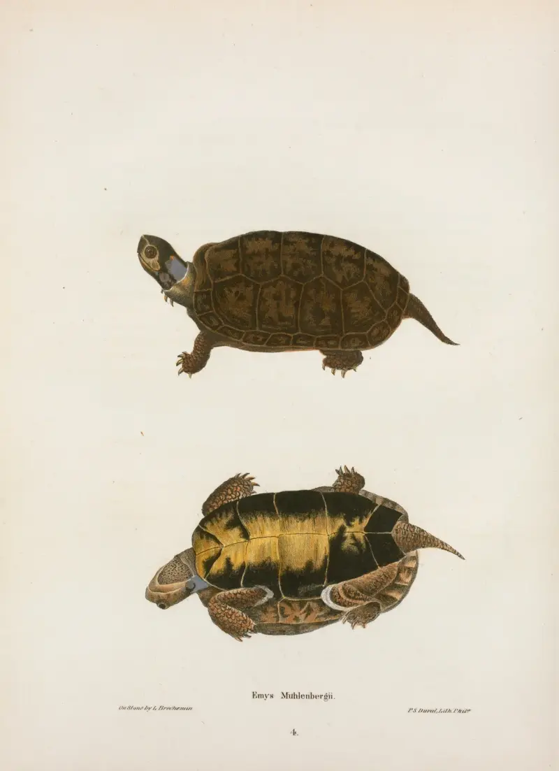 Emys Mobilensis. av John Edwards Holbrook