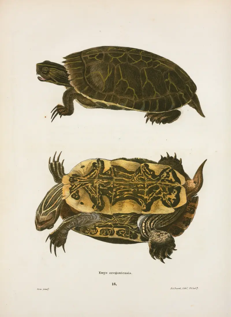 Emys Oregoniensis. av John Edwards Holbrook