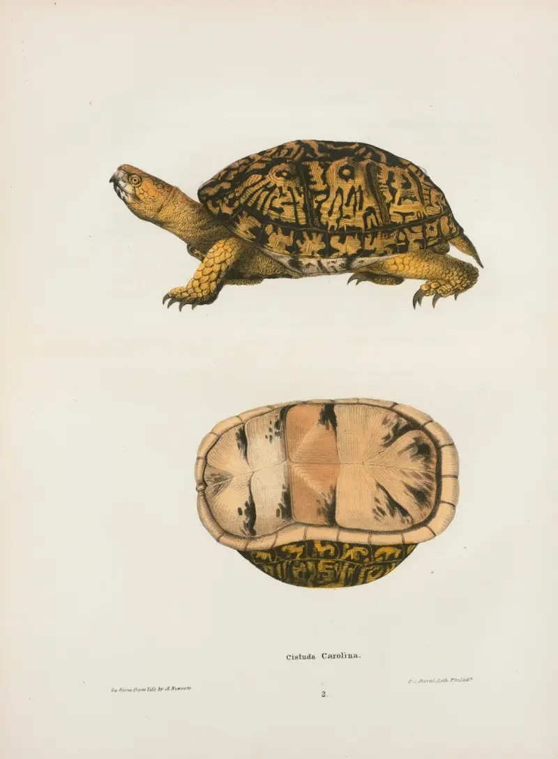 Emys reticulata., John Edwards Holbrook