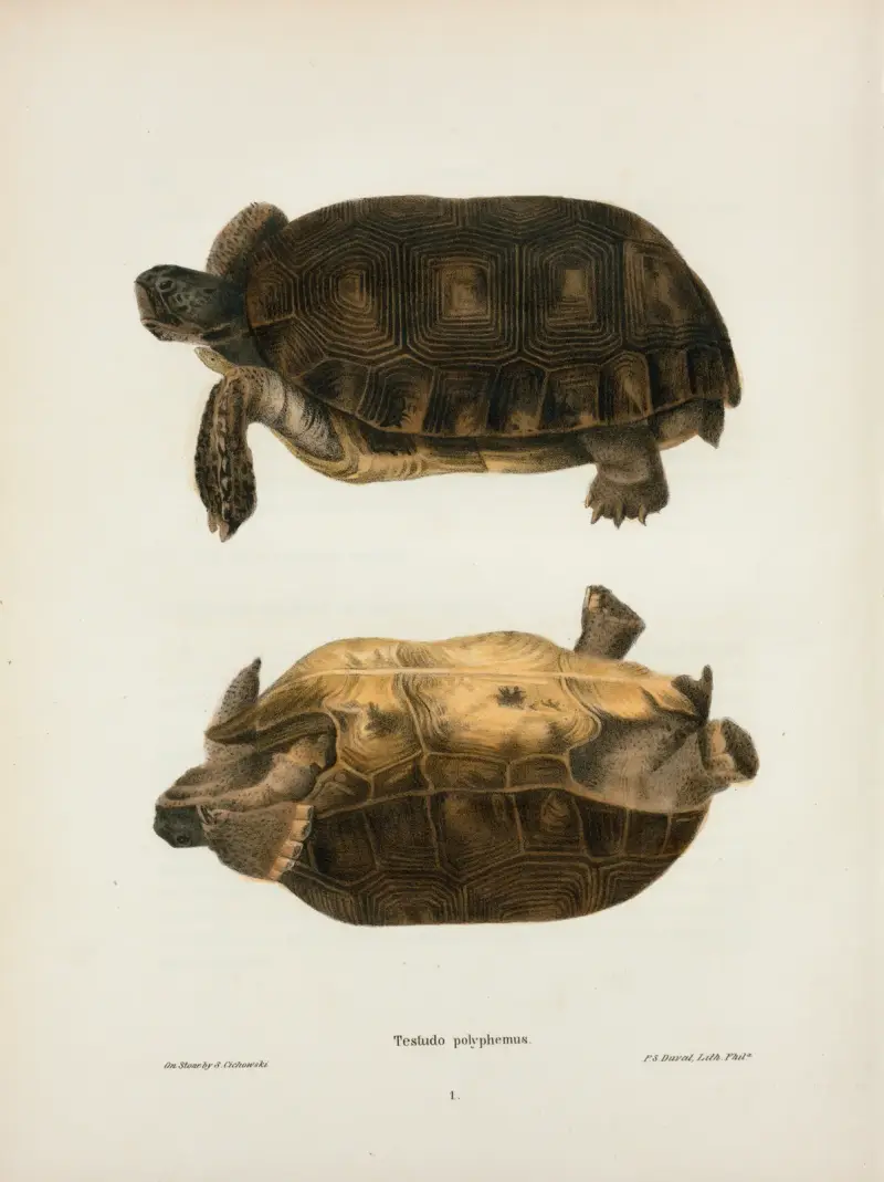 Emys rubriventris, John Edwards Holbrook
