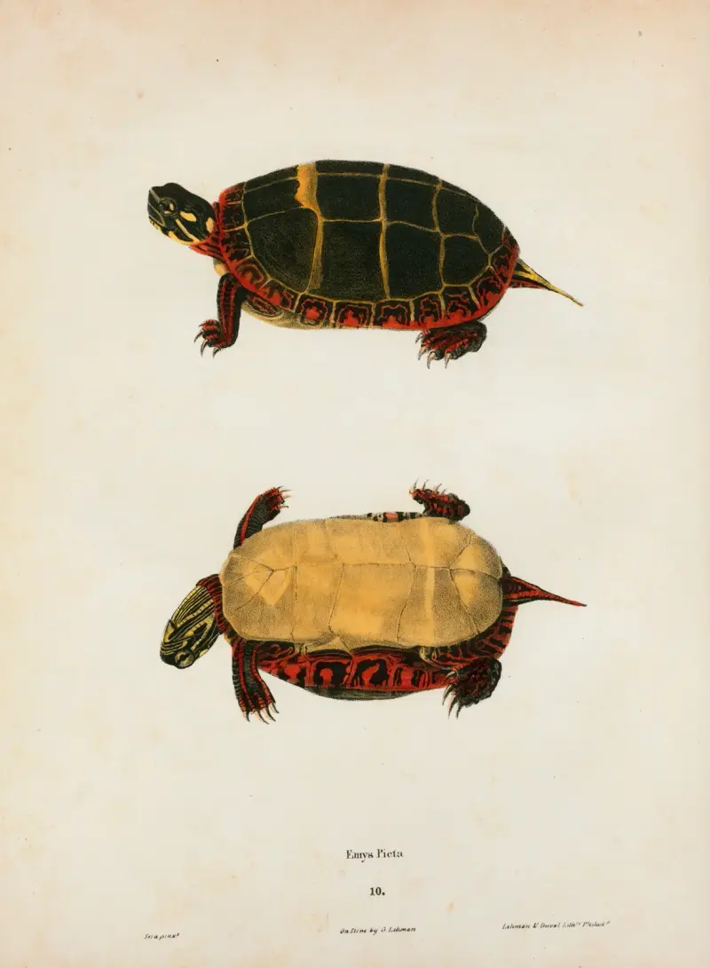 Emys serrata. av John Edwards Holbrook