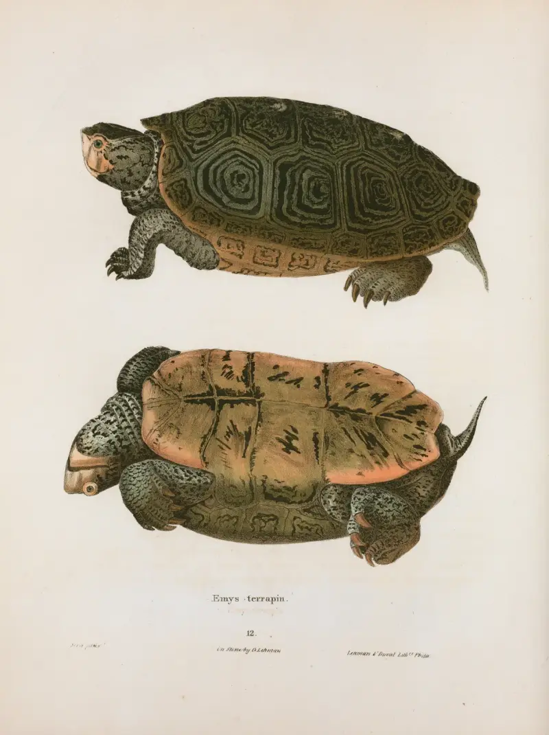 Emys terrapin. av John Edwards Holbrook