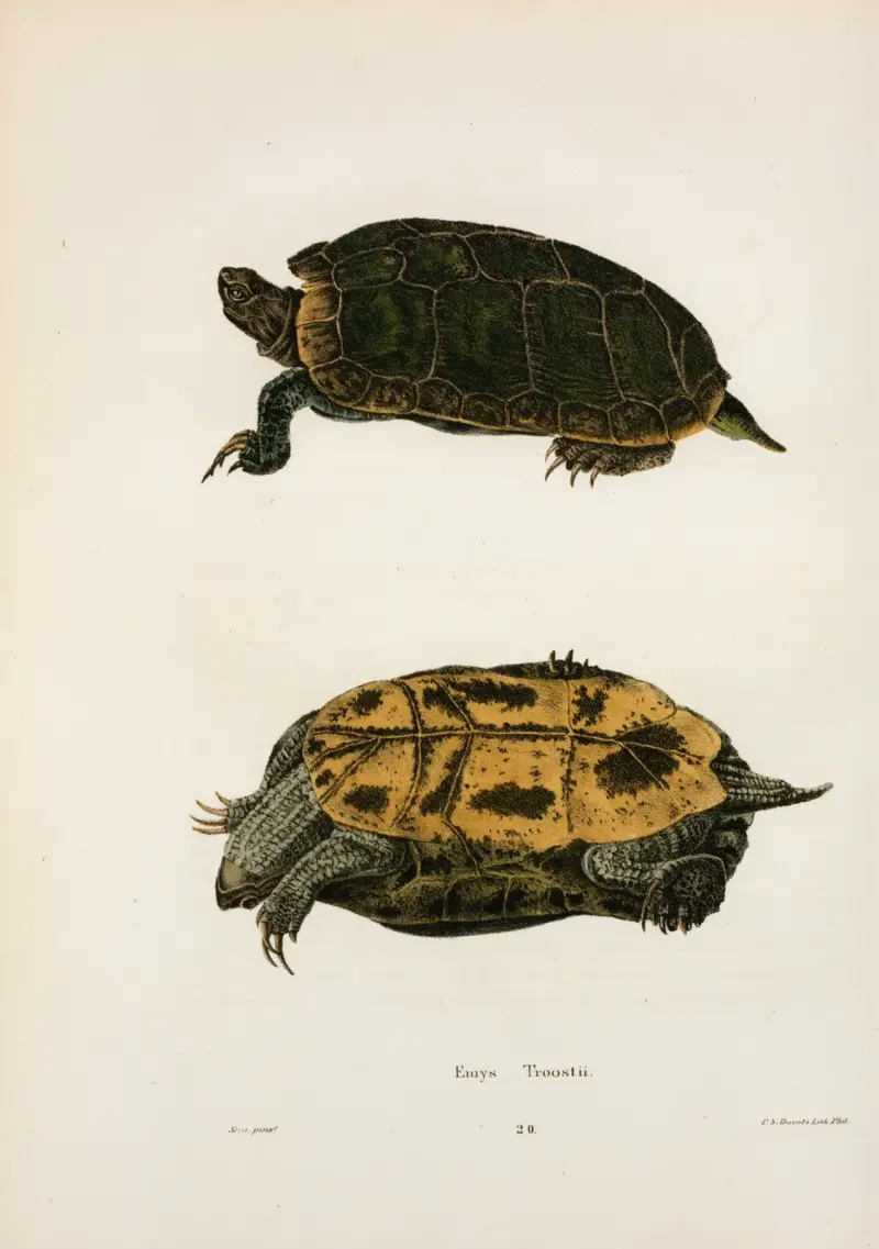 Emys Troostii. av John Edwards Holbrook