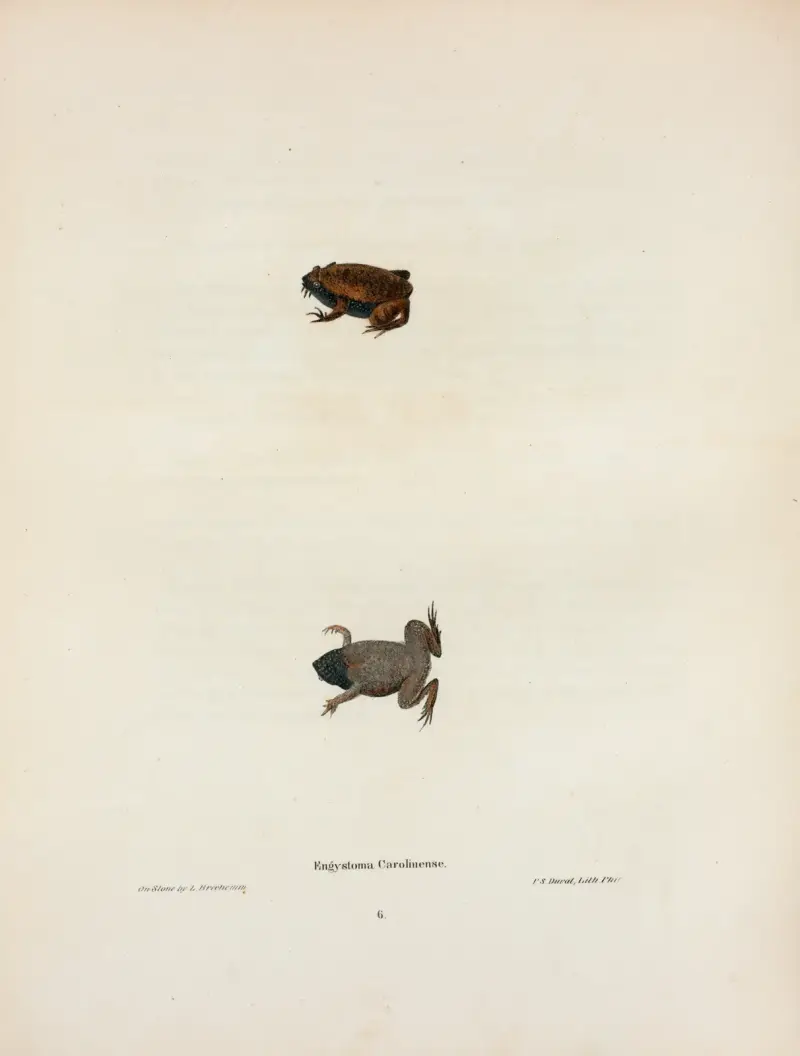 Engystoma Carolinense av John Edwards Holbrook
