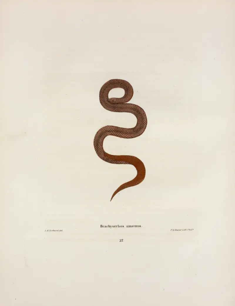 Helicops abacurus. av John Edwards Holbrook