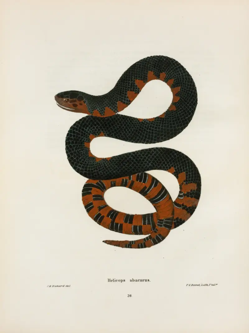 Helicops erythrogrammus. av John Edwards Holbrook
