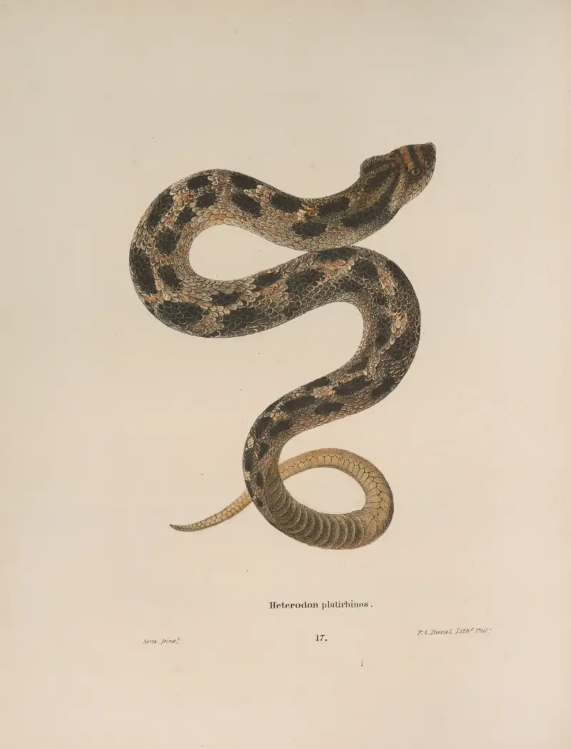 Heterodon platirhinos 2 av John Edwards Holbrook