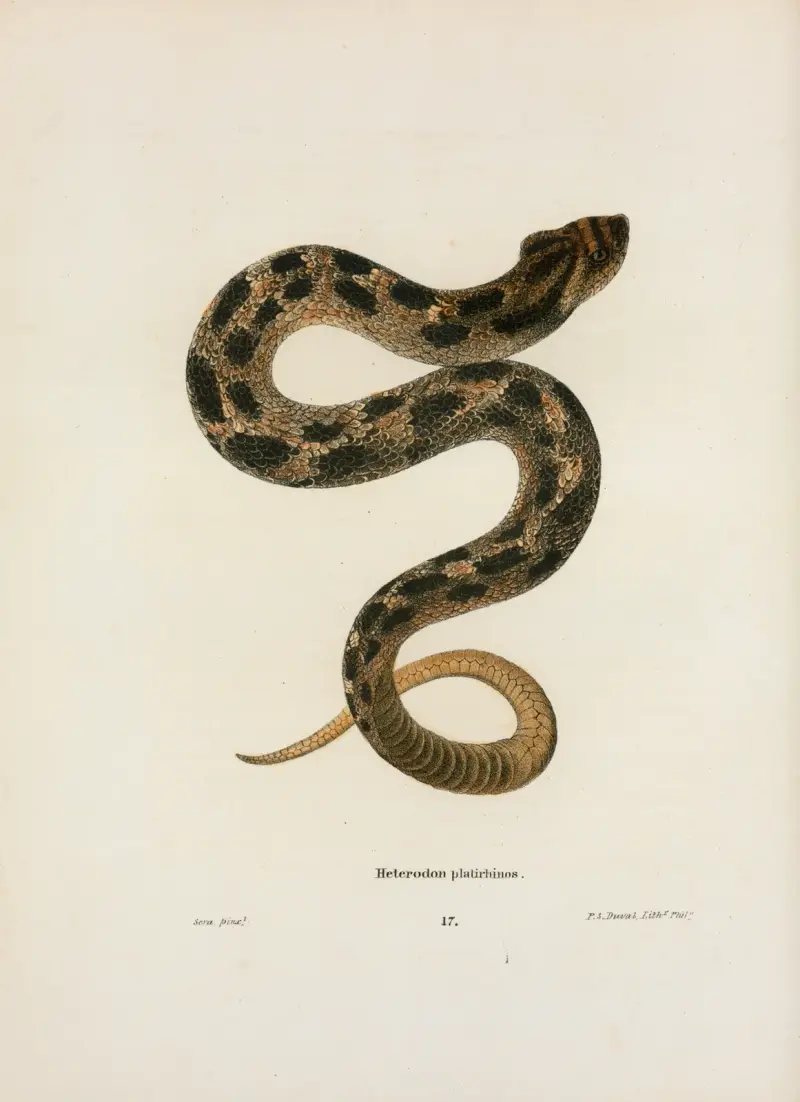 Heterodon platirhinos av John Edwards Holbrook