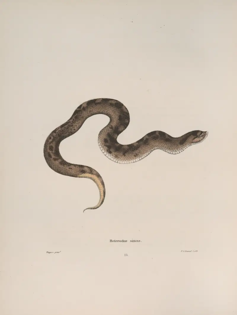 Heterodon simus av John Edwards Holbrook