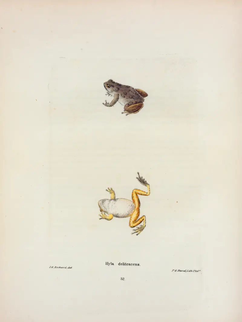 Hyla delitescens von John Edwards Holbrook