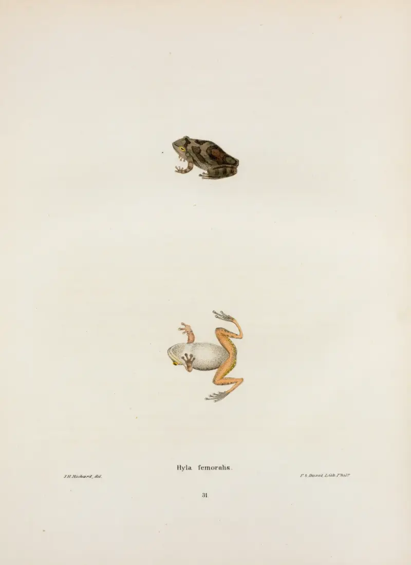 Hyla femoralis av John Edwards Holbrook