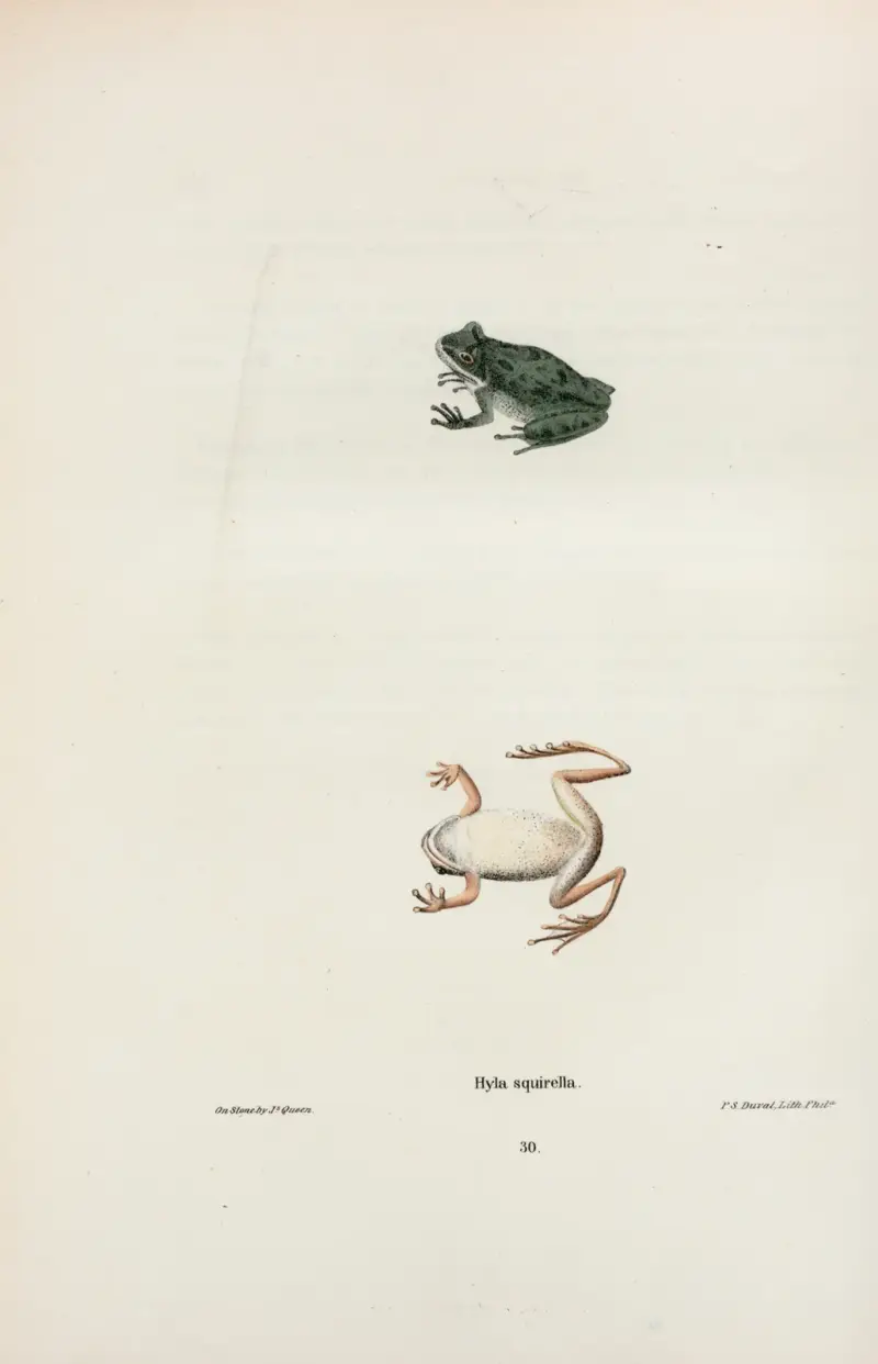Hyla squirella av John Edwards Holbrook