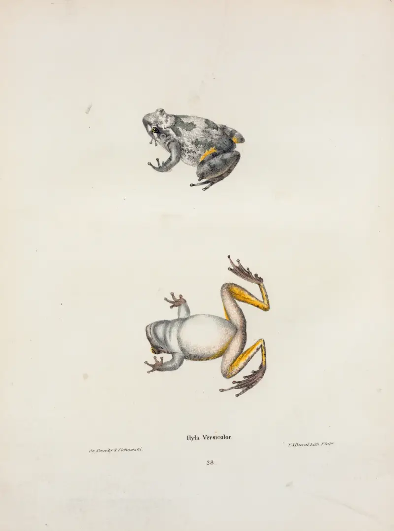 Hyla versicolor von John Edwards Holbrook