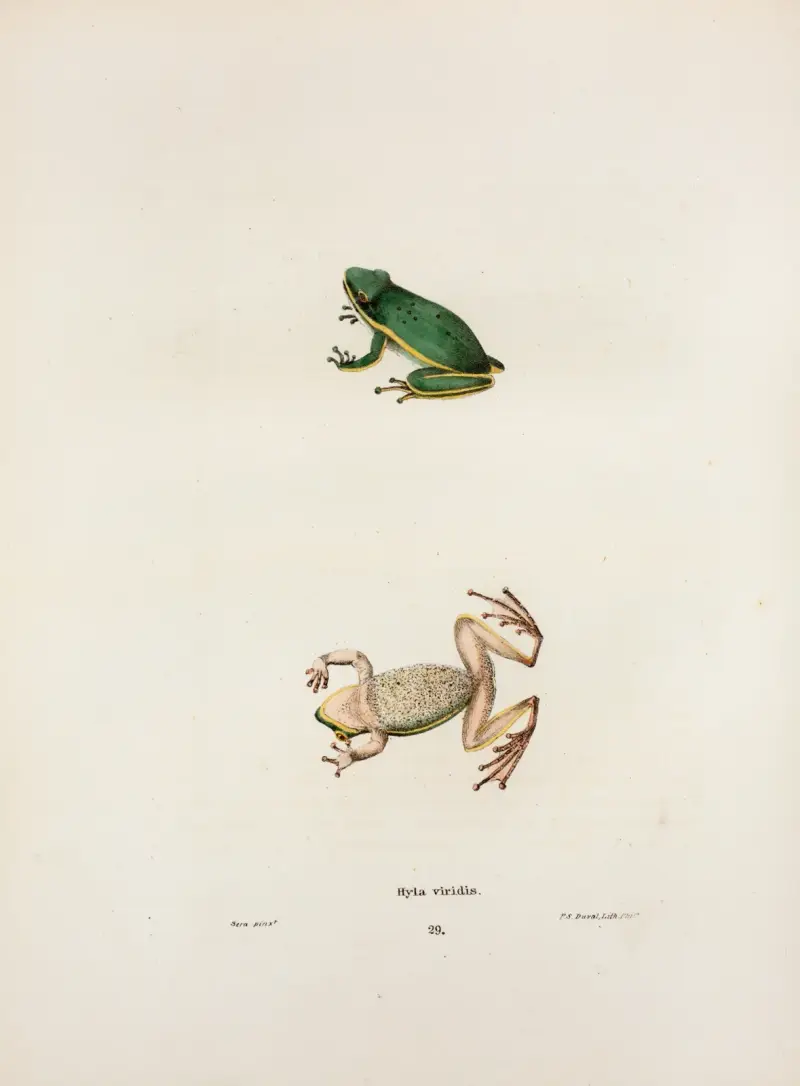 Hyla viridis av John Edwards Holbrook