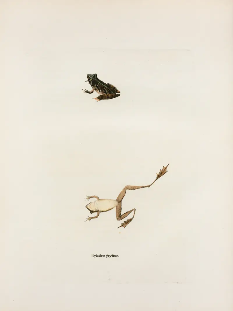 Hylodes gryllus, John Edwards Holbrook