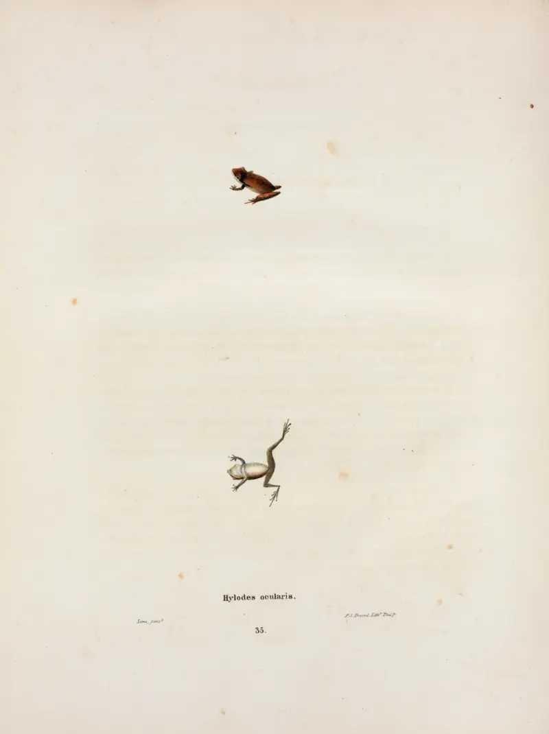 Hylodes ocularis av John Edwards Holbrook